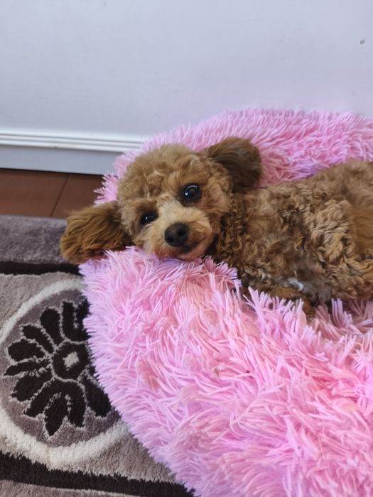 Дівчинка той пуделя 7,5 міс.