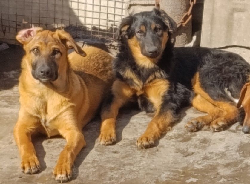 Ищут дом метисы овчарки. Щенки.