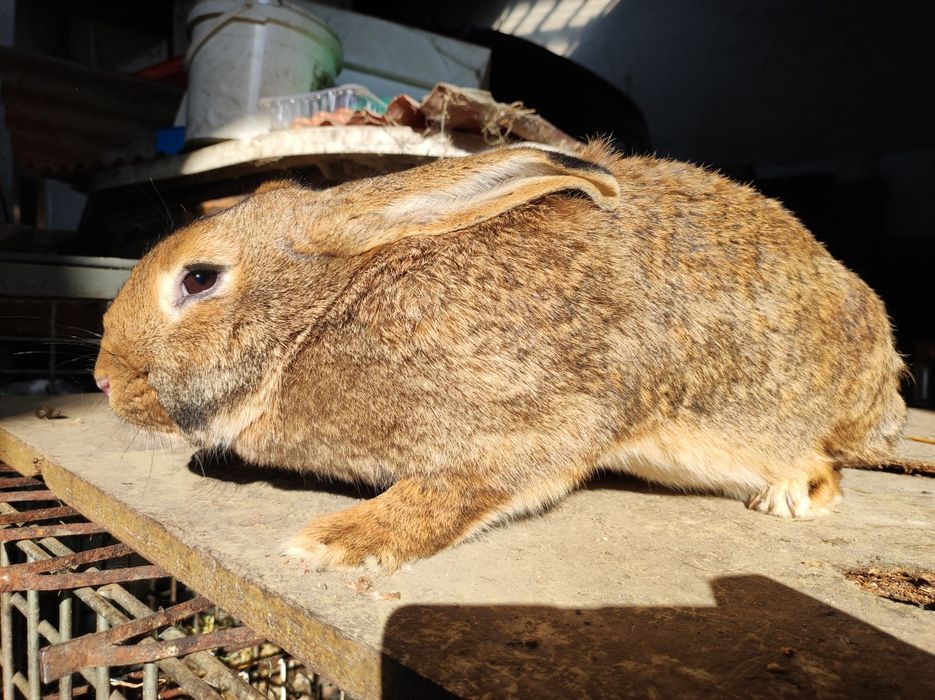Króliki hodowlane