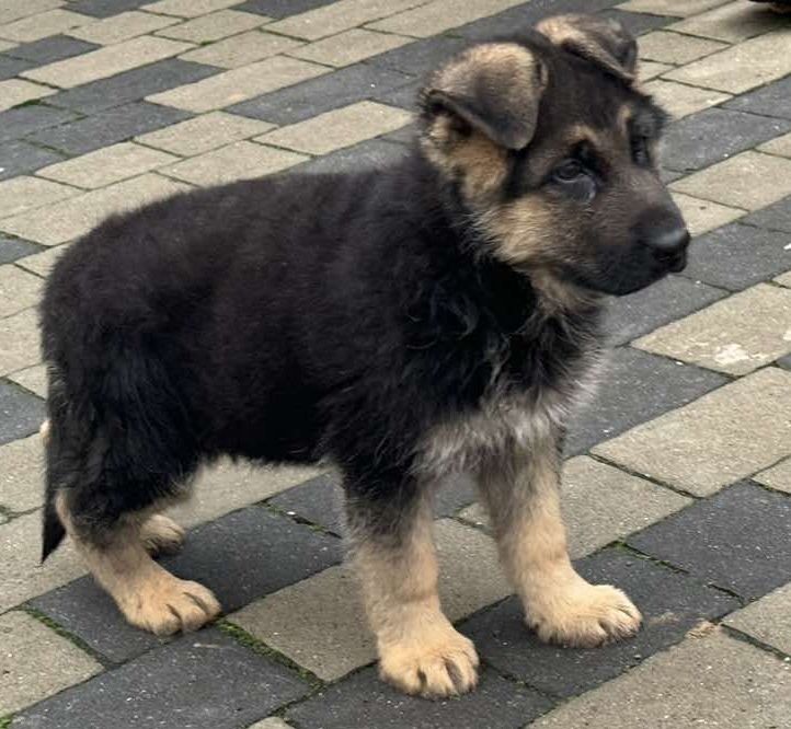 Німецька вівчарка