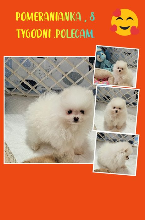 Szpic Miniaturowy Pomeranian