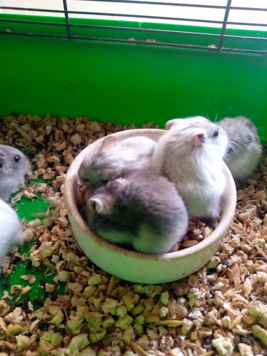 Хомячки Кременчуг