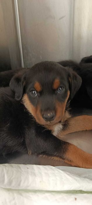 Ninhada de Cães para Adoção