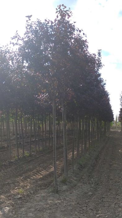 Jarząb szwedzki obwód pnia: 4-6, 6-8,8-10,10-12,12-14  cm.