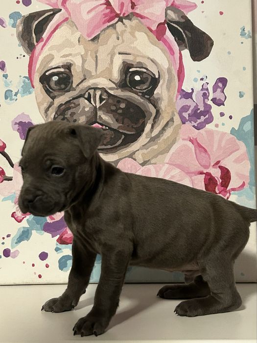 БРОНЬ! Наймиліші цуценятка Амстафф