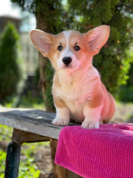 Коргі пемброк дівчинка мілашка