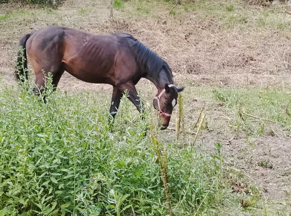 Vender um cavalo