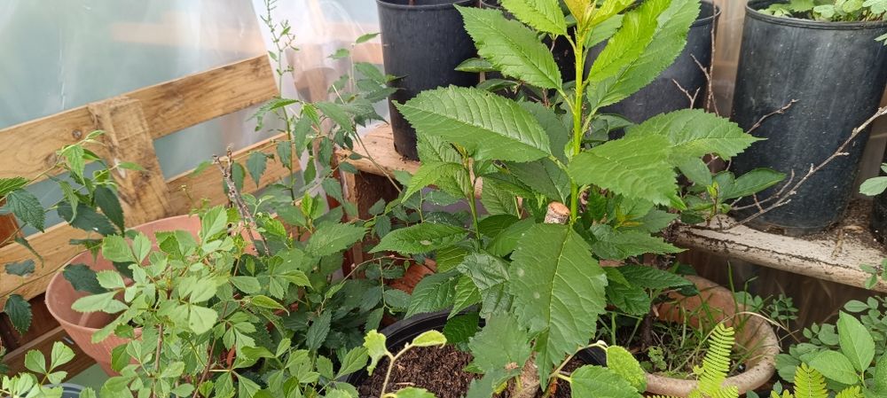 Árvores - Freixos - Carvalhos - Ginjeiras - Lodão