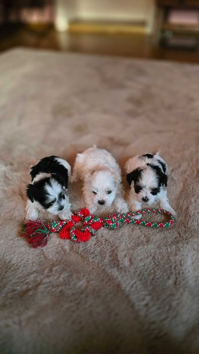 Morkie — York & Maltańczyk — Suczki i Pieski.