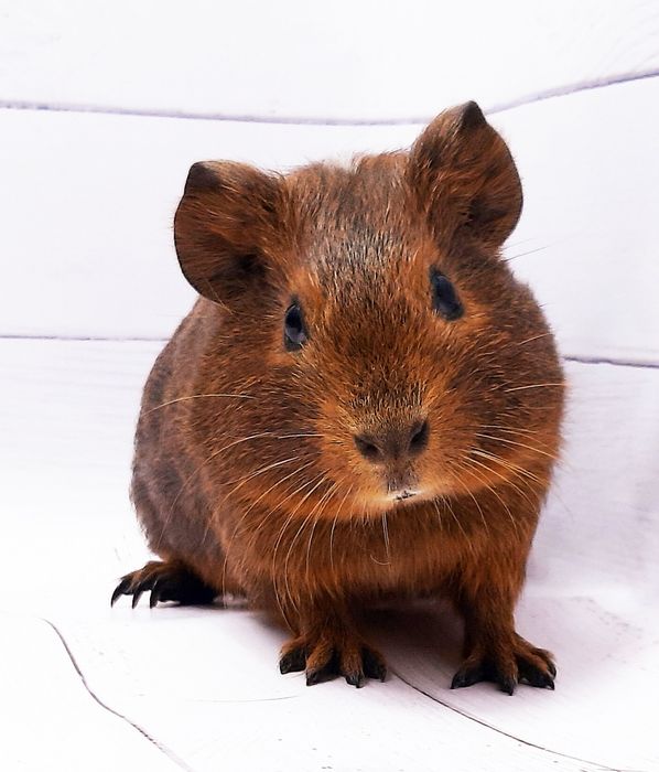 Морские свинки,клетки,корма,аксессуары