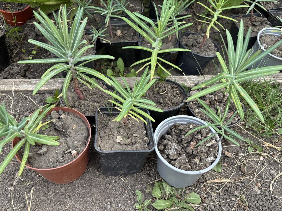 Wilczomlecz groszkowy 40 -50 cm krety nornice