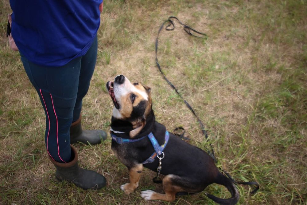 Kochający psiak w typie Ttb czeka na swoj dom