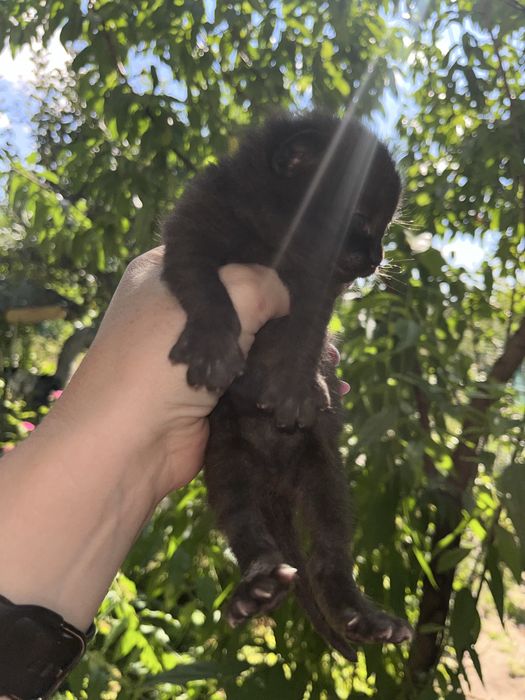 Дачні кошенята шукають люблячу родину
