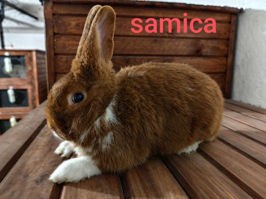 Srokacz meklemburski samica i samiec
