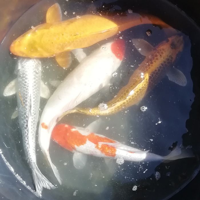 Karp koi od 7 do 40 cm