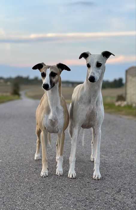 Whippet Chart Angielski ZKwP/FCI