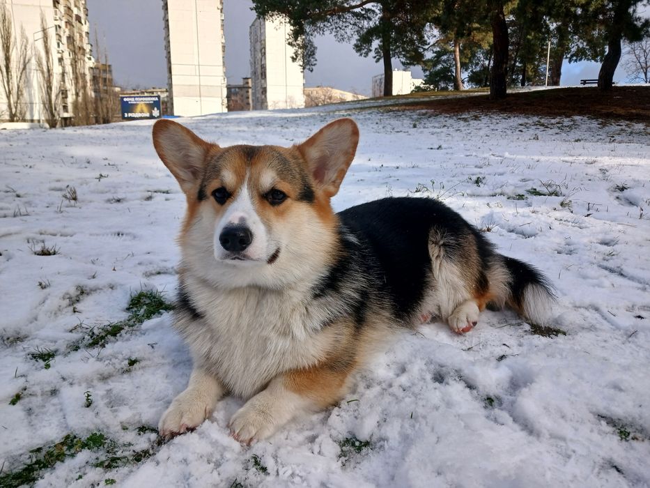 Мальчик Вельш-Корги для вязки