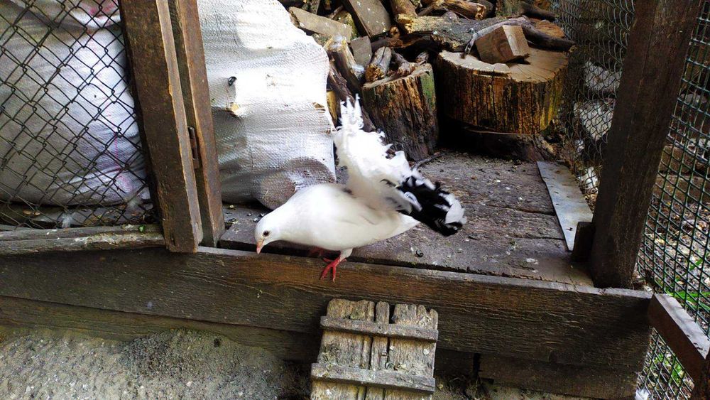 Віддам в добрі руки.