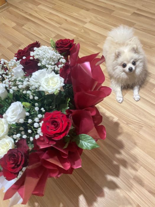 Вʼязка померанський шпіц