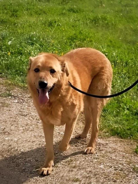 Benny - cão grande para adoção
