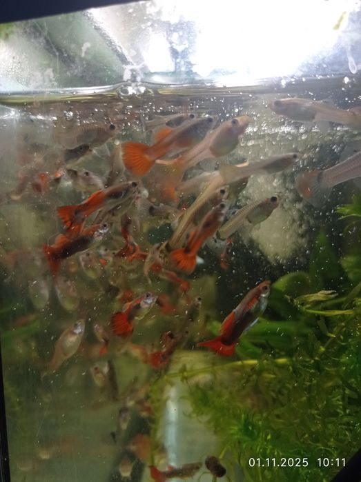 Продам рыбок гуппи