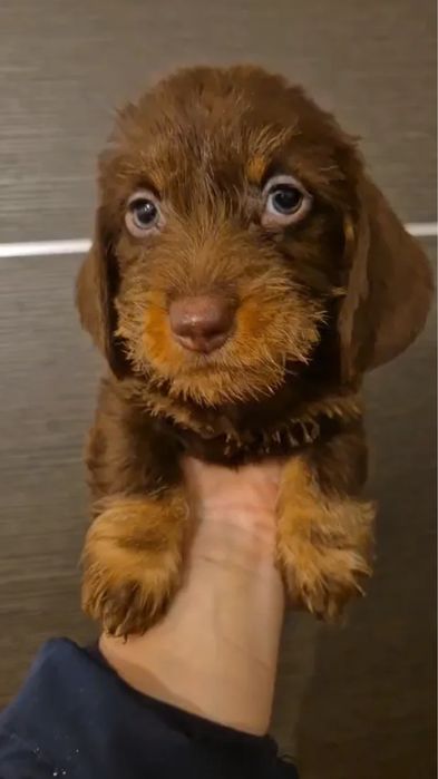 Teckel Puro pelo cerdoso