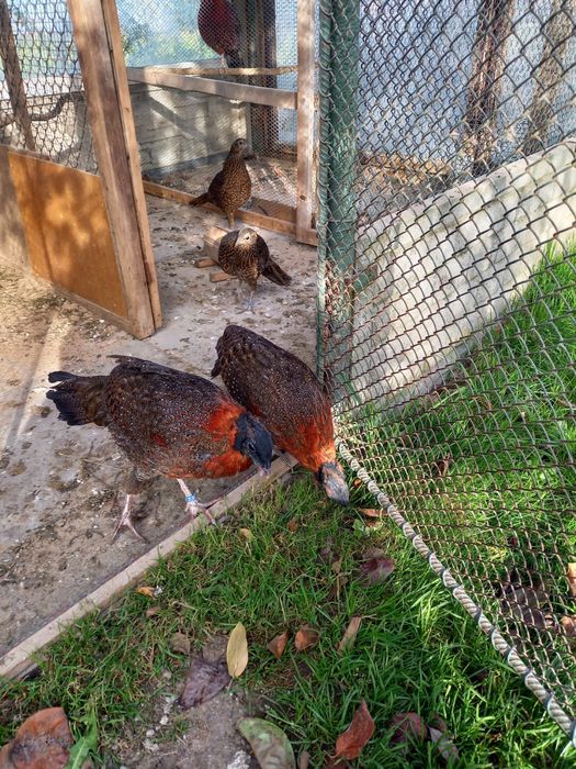 Bazanty Tragopany Satyra