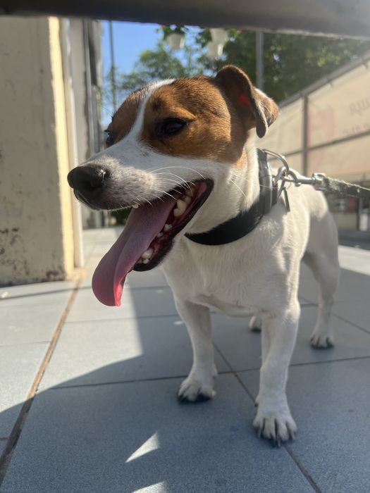 Джек Рассел приглашает на вязку!!