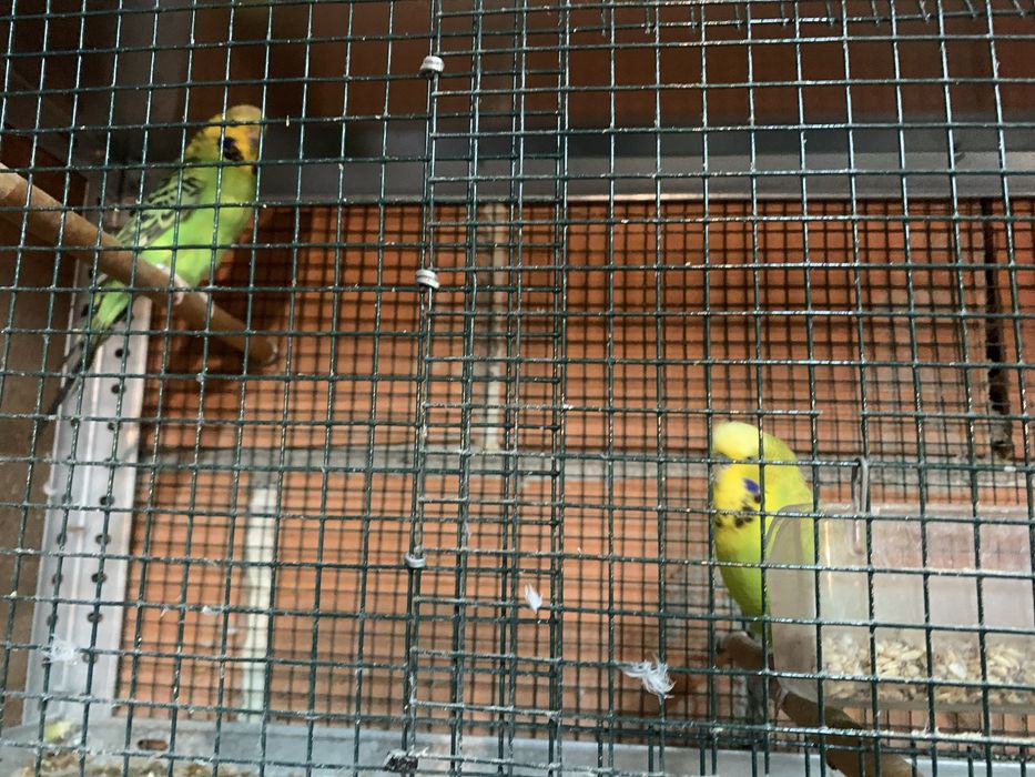 Casais de periquitos ingleses adultos prontos a reproduzir
