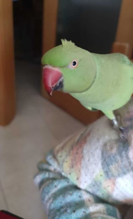 Ringneck Verde Fêmea Domesticado