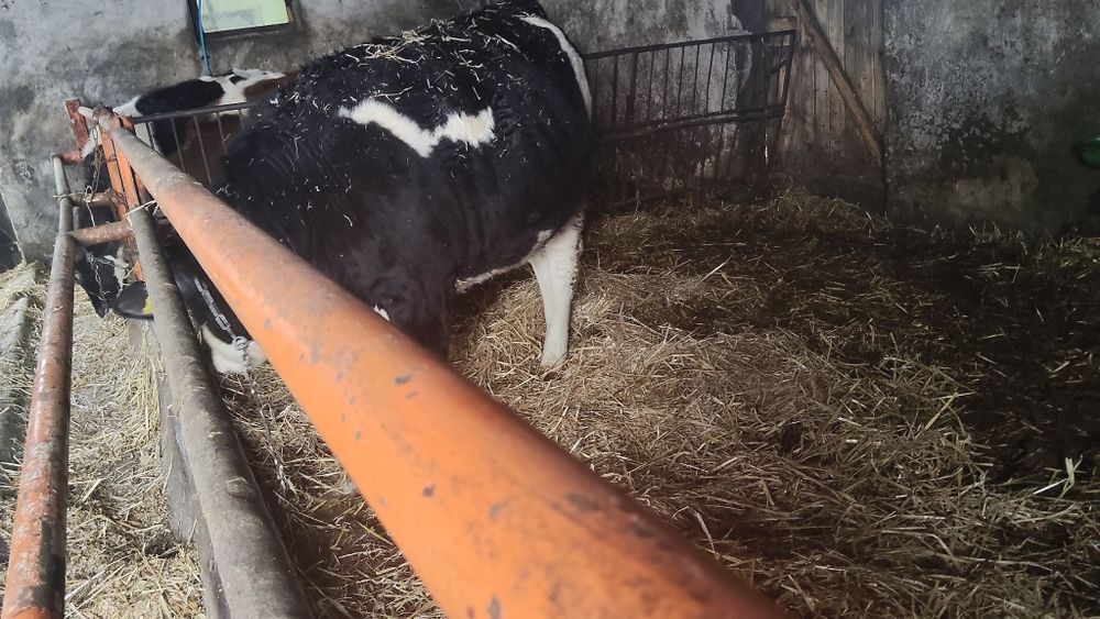 Sprzedam jałówkę 4miesiace cielną