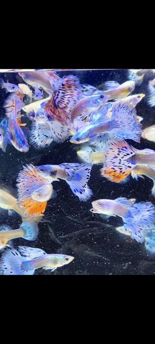 Gupik gupiki mozaika platynowa czerwona i niebieska