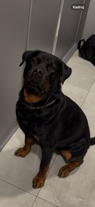 4-letni Rottweiler Bandi szuka nowego domu