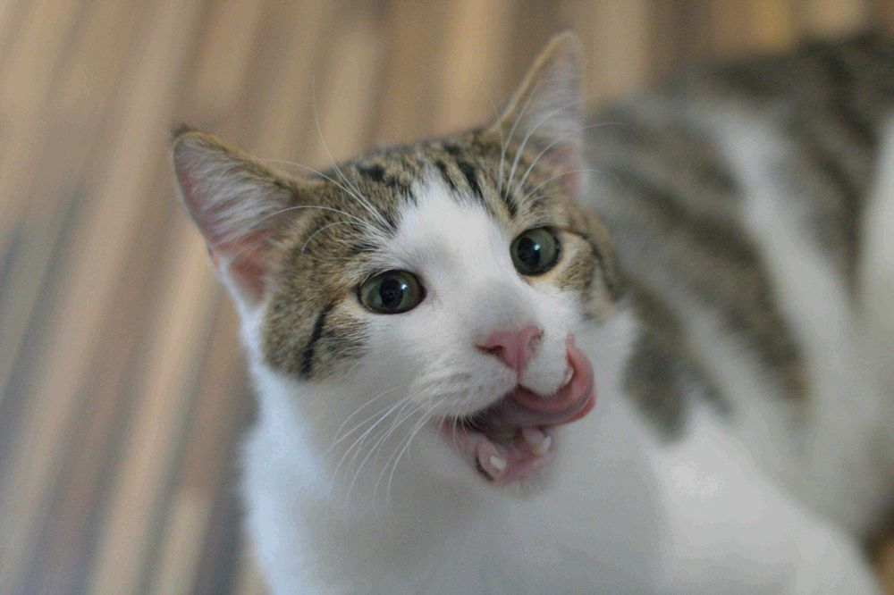 Młode kotki w typie orientalnym