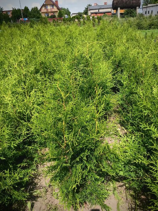 WIOSENNA PROMOCJA !! Tuja Tuje Brabant 160-170 cm Sadzenie