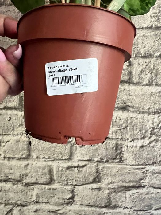 Хомаломена / Homalomena