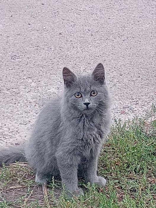 Кошенята в добрі руки