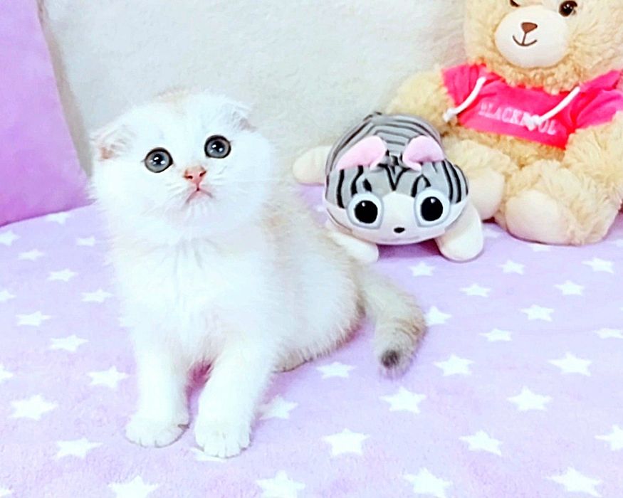 Неймовірний красунчик зеленоокий хлопчик шиншилка