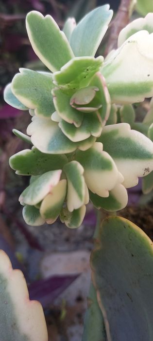 Kalanchoe rosy/ Suculentas