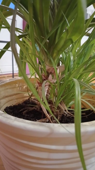 Wielki Pandanus utilis z dzieckiem!