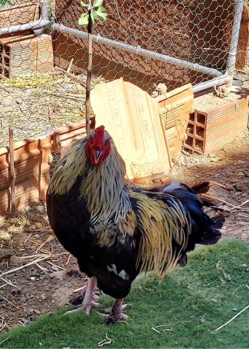 Galo cruzadode Brahma