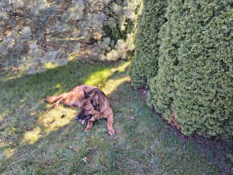 Piękna owczarka niemiecka szuka domku