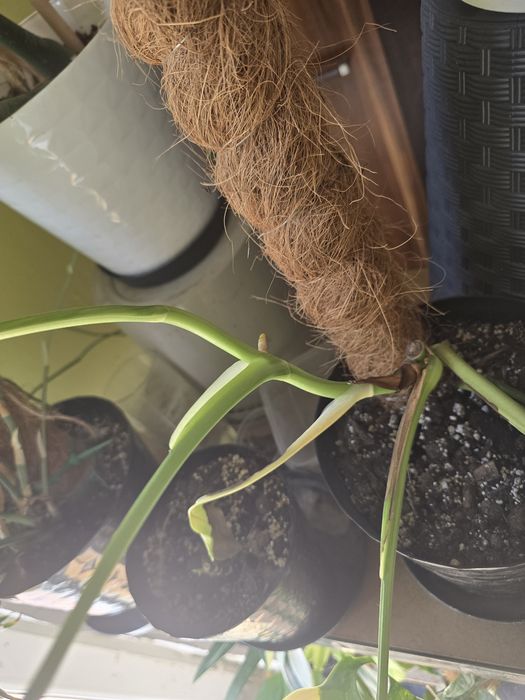 Szczyt monstera marmorata