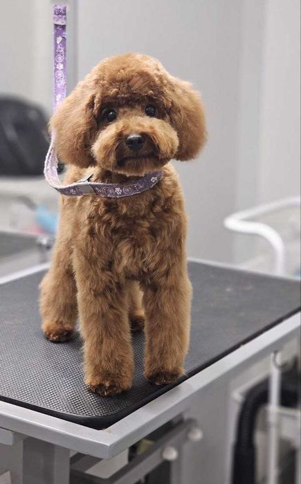 Стрижка собак, купання, триммінг, Львів