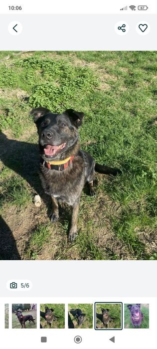 Pokochaj Aziego odda ci serce