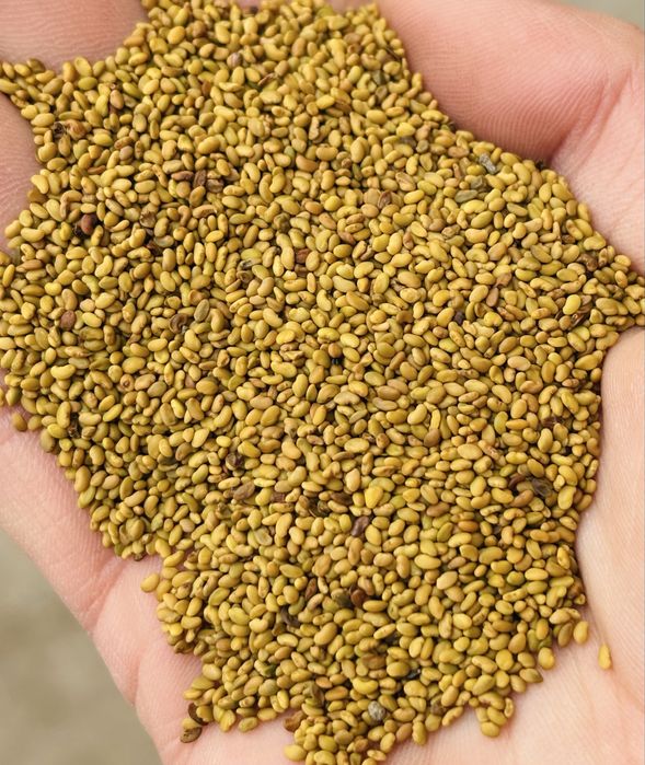 Lucerna nasiona extra jakość zbiór 2025 wysyłka