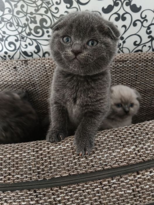 Котята - британцы