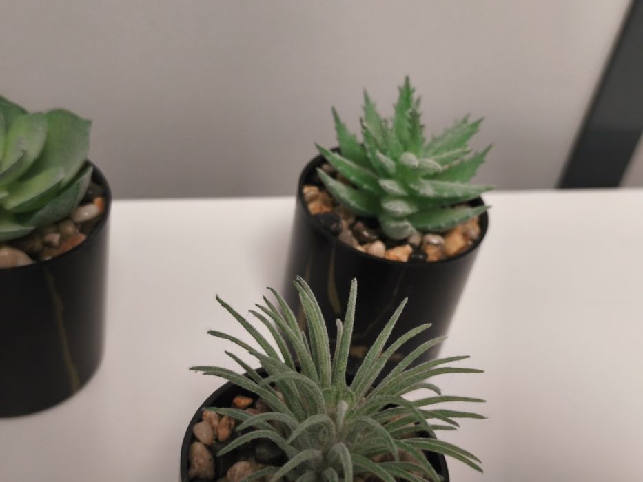 Conjunto de 3 Pequenos Cactos - Decoração Premium Preto / / Dourado