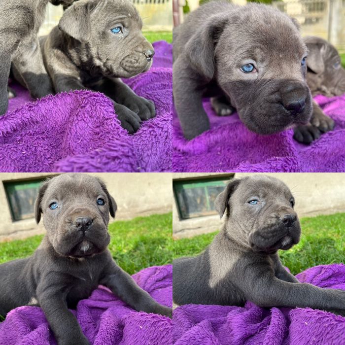 Cane Corso mocny pies