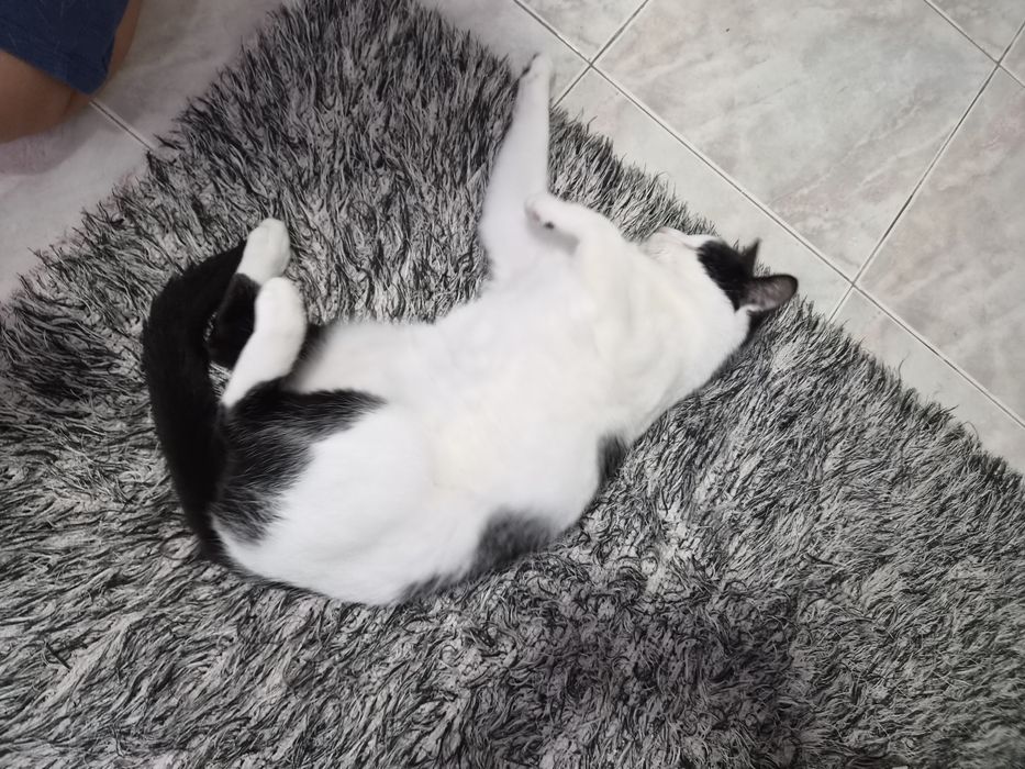 Gatinho para adoção
